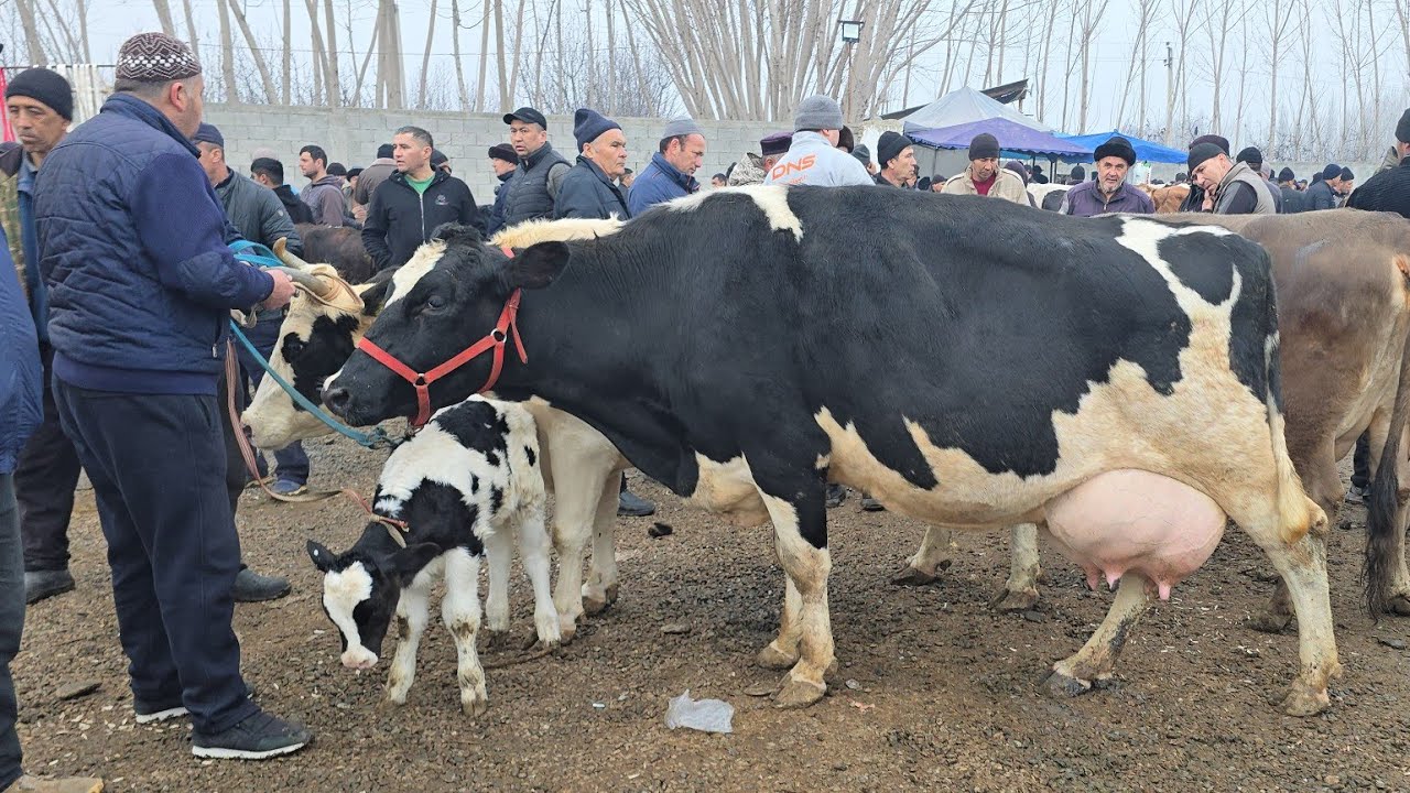 Yozyovon Mol Bozori Bugun ajoyib Bo'ldi Mazza Qilib Tomosha Qiling 