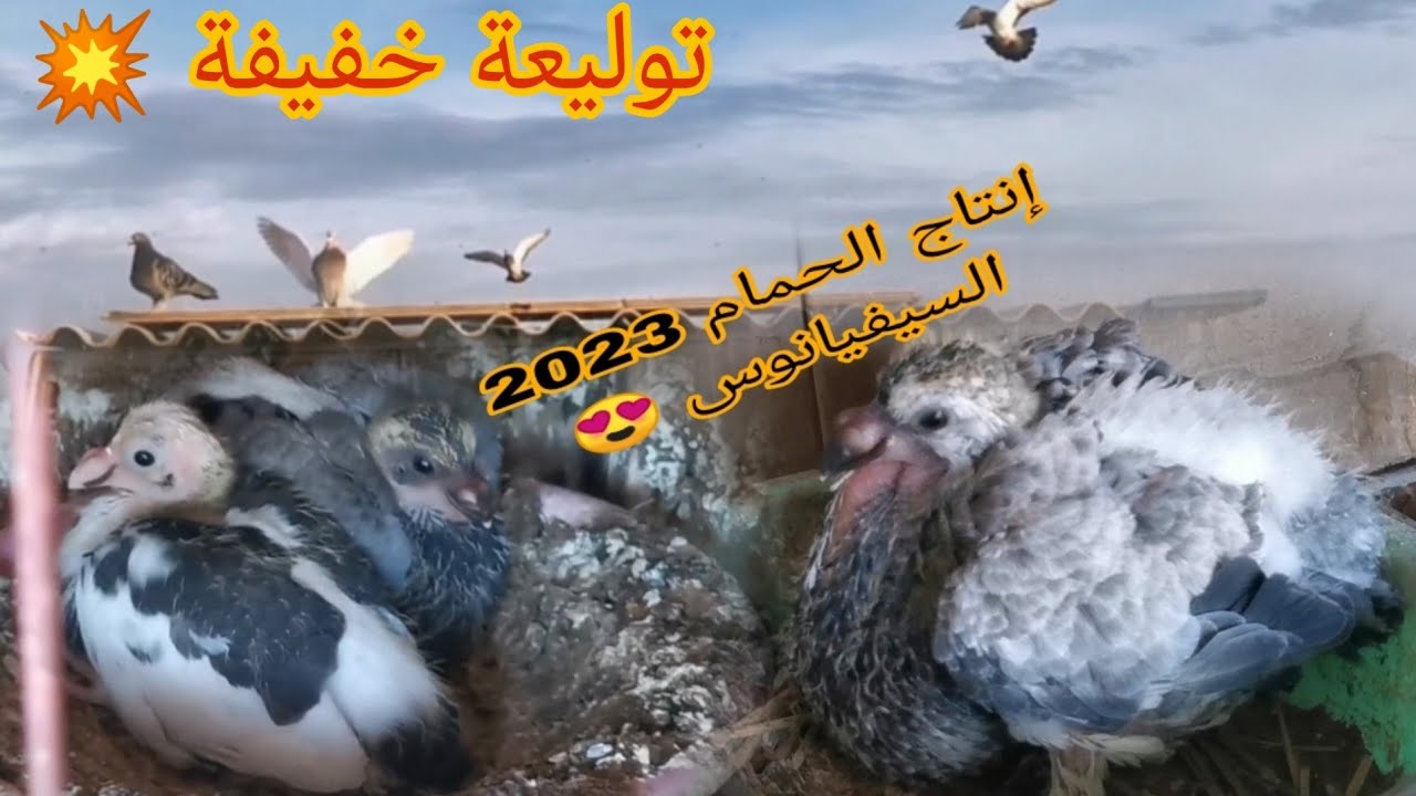 إنتاج الحمام السيفيانوس 2023 توليعة في جميع الحمام😍😍😍