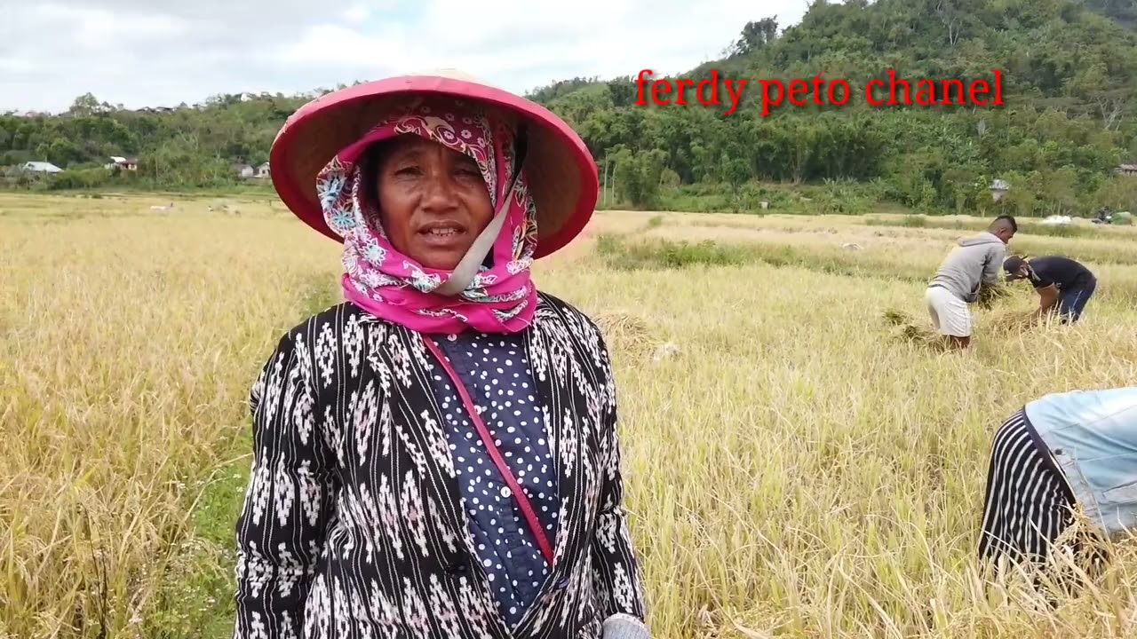 musim panen padi di kampung ONYO bersama OPA,OMA....