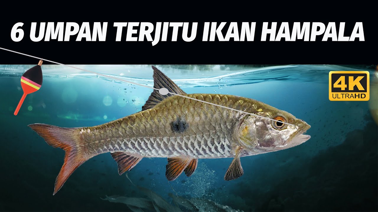 6 UMPAN TERJITU MANCING IKAN HAMPALA/ PALUNG / SEBARAU! 4K MANTAB!