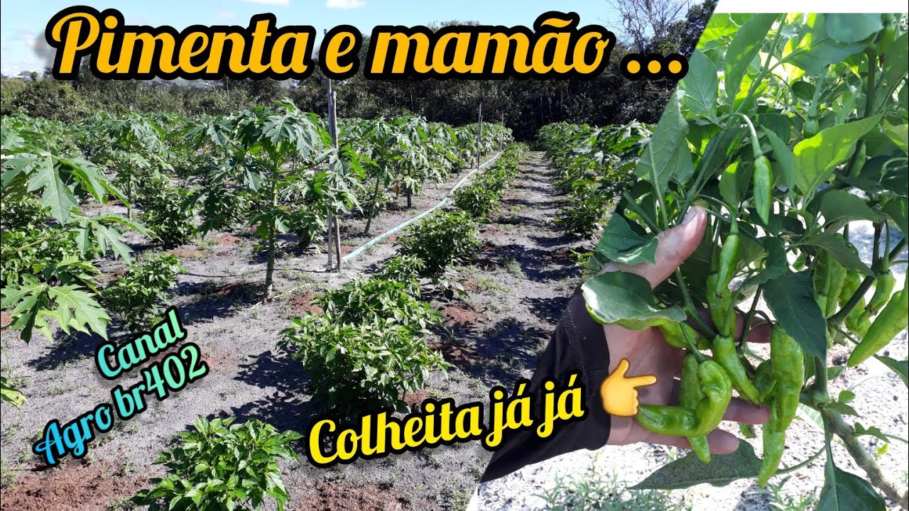 ЗАПАХ ПЕРЕЦ / ПАПАЙЯ ПАПАЙЯ ЭФФЕКТ КУРИНОЙ ГРУЖИ НА 5 ДНЕЙ В УДОБРЕНИИ 😱