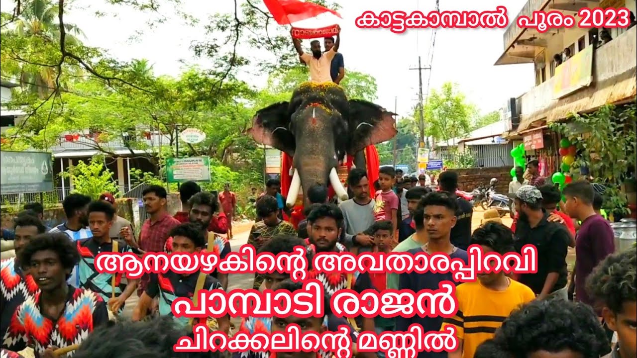 ആനയഴകിന്റെ അവതാരപ്പിറവി പാമ്പാടി രാജൻ ചിറക്കലിന്റെ മണ്ണിൽ || കാട്ടകാമ്പാൽ  പൂരം 2023 ||