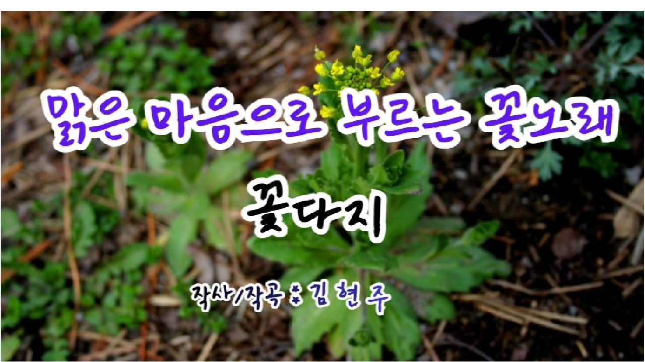 꽃다지