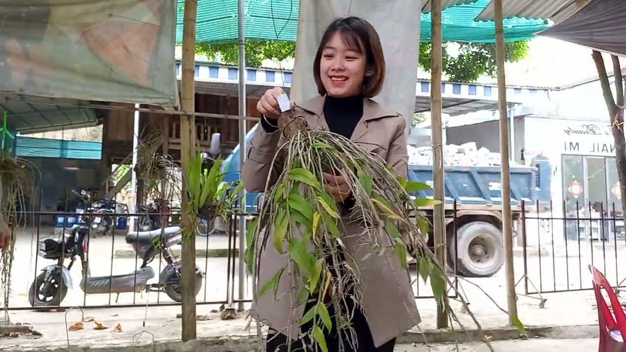 6/3 CÔ GIÁO VÙNG CAO BÁN LAN RỪNG GIÁ RẺ 0364773794 @ PHONG LAN RỪNG HÒA BÌNH 