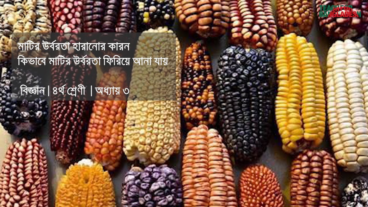 মাটির উর্বরতা হারাবার কারন এবং কিভাবে ফিরিয়ে আনা যায় । ৪র্থ শ্রেণী । বিজ্ঞান । Teach For Bangladesh