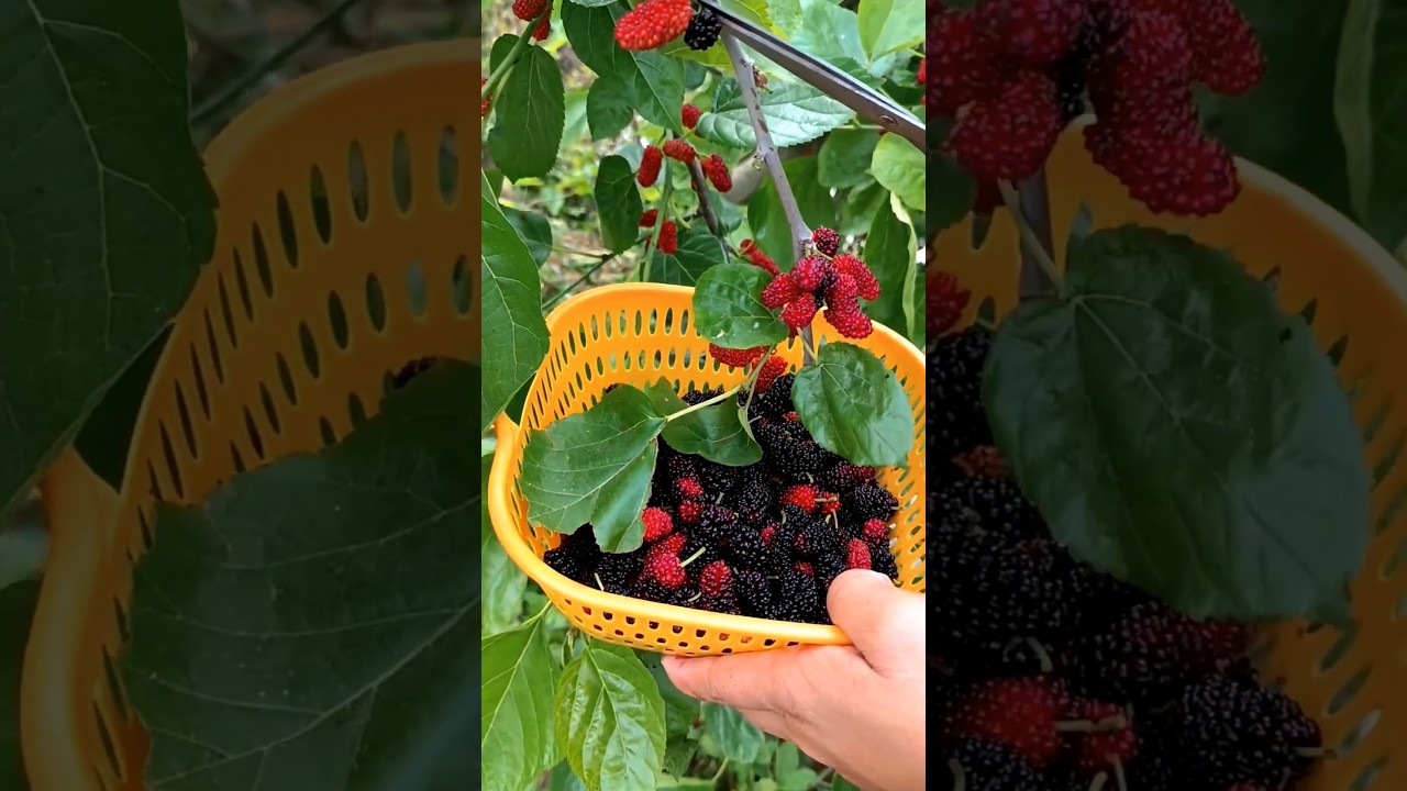 First Fresh Pick Mulberry Of The Year #mulberry #farming #fruit