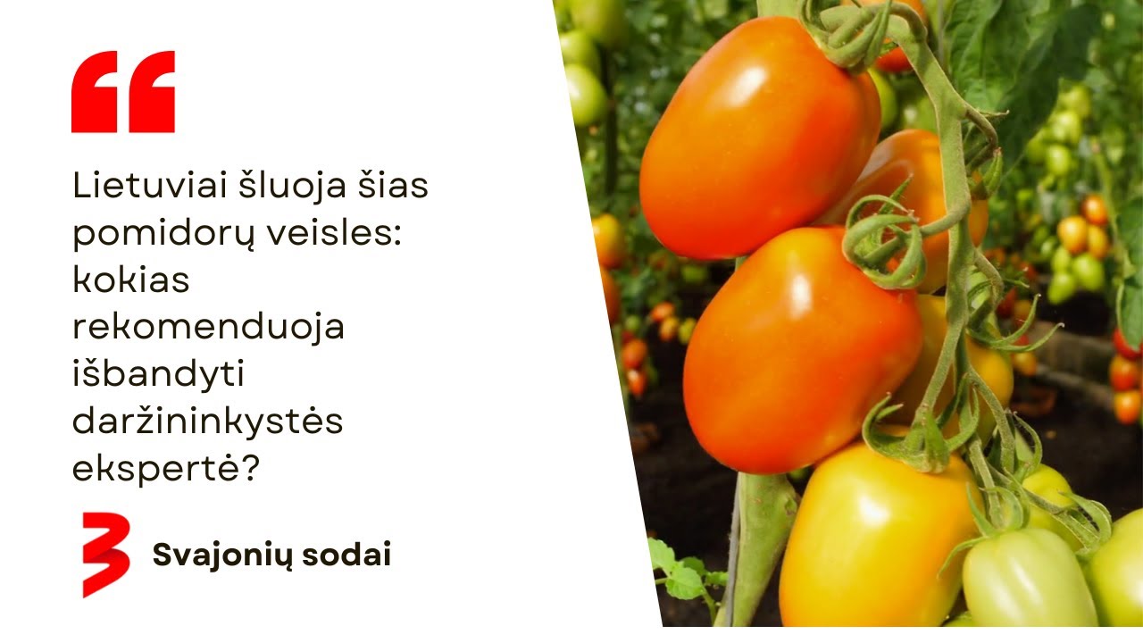 Lietuviai šluoja šias pomidorų veisles: kokias rekomenduoja išbandyti daržininkystės ekspertė?