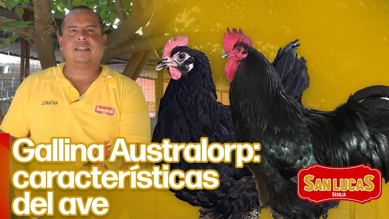 Conoce la gallina de raza Australorp | Granja San Lucas