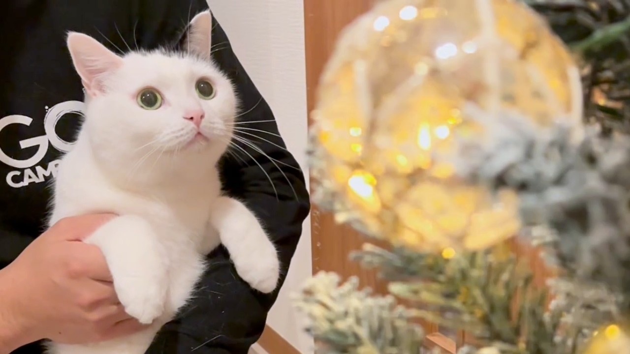 初めてクリスマスツリーを買ったら…猫の反応が可愛すぎた