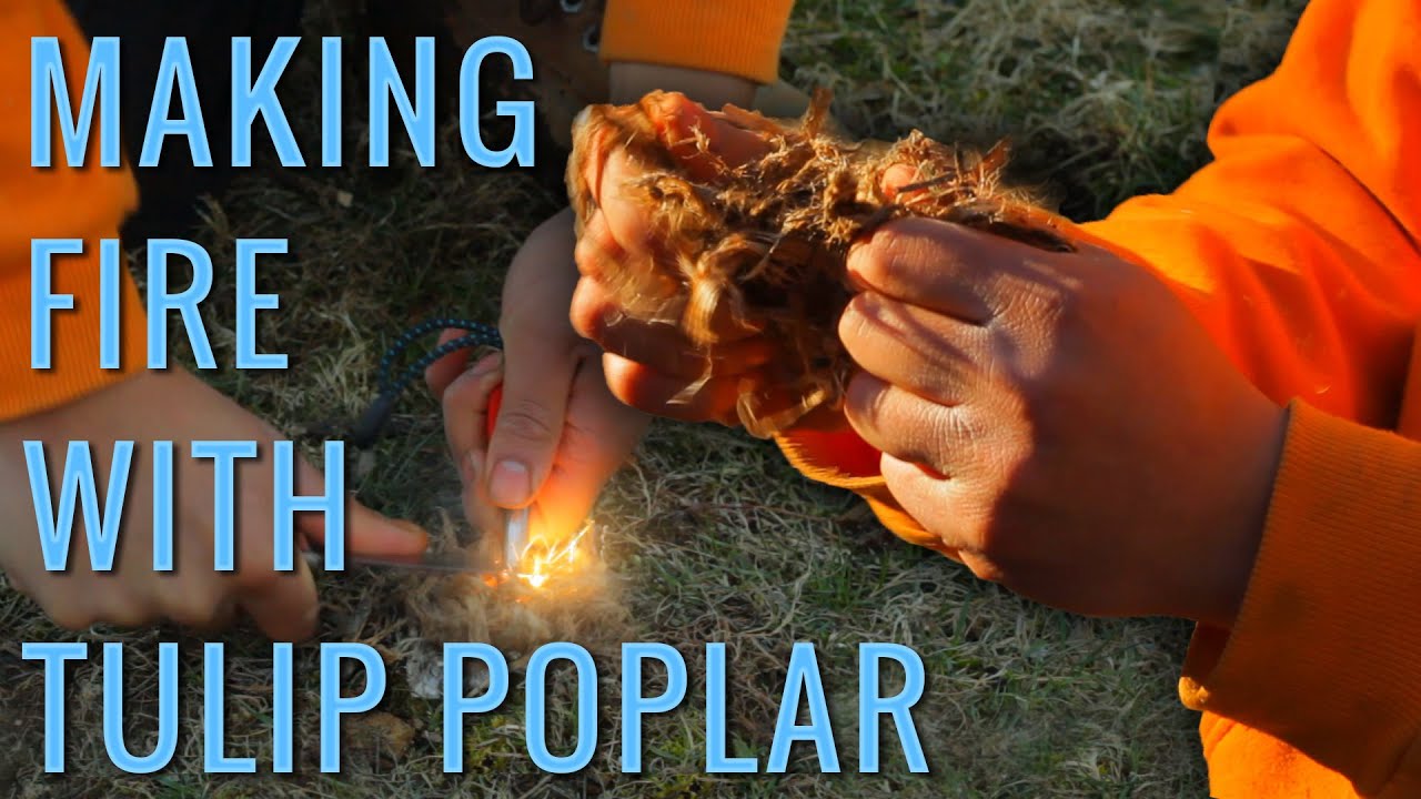 Best Natural Tinder Sources | Identifying Tulip Poplar Tree for Tinder & Friction Fire