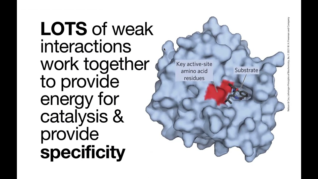 Enzymes - fundamentals of what they are, how they catalyze reactions, & how to interpret diagrams