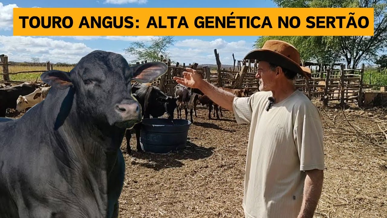 ELE APOSTOU NA RAÇA ANGUS: Carne Nobre. Veja os animais de Odemario