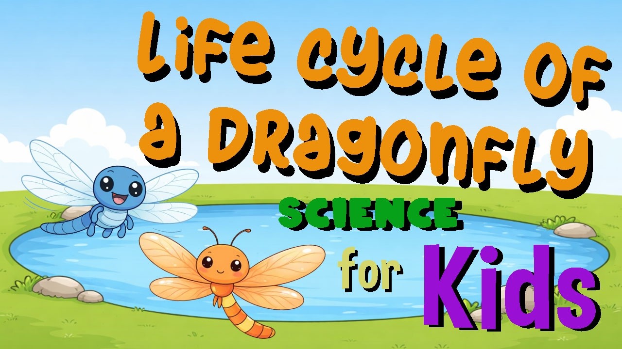 Life cycle of a Dragonfly | Science for Kids