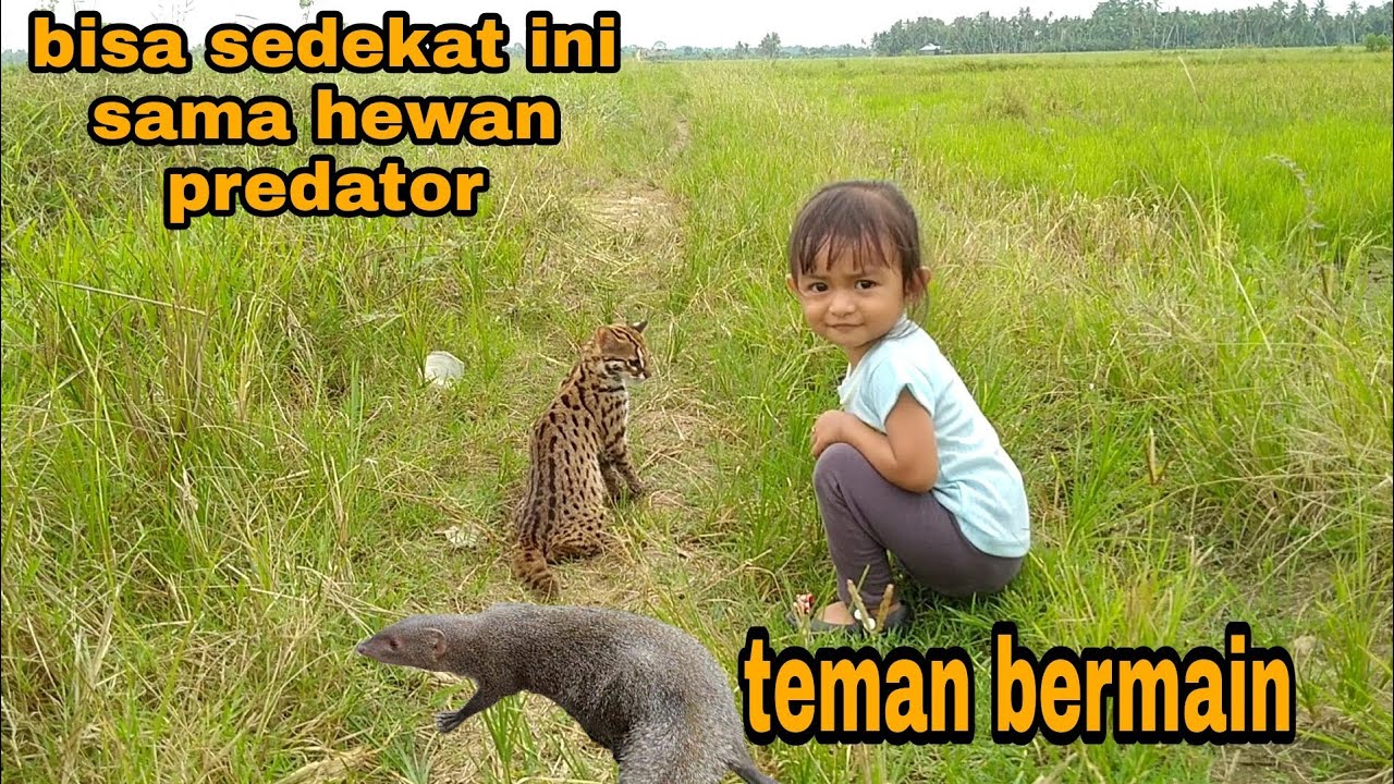 Ini dia si jaguar dan garangan_bisa diajak bermain