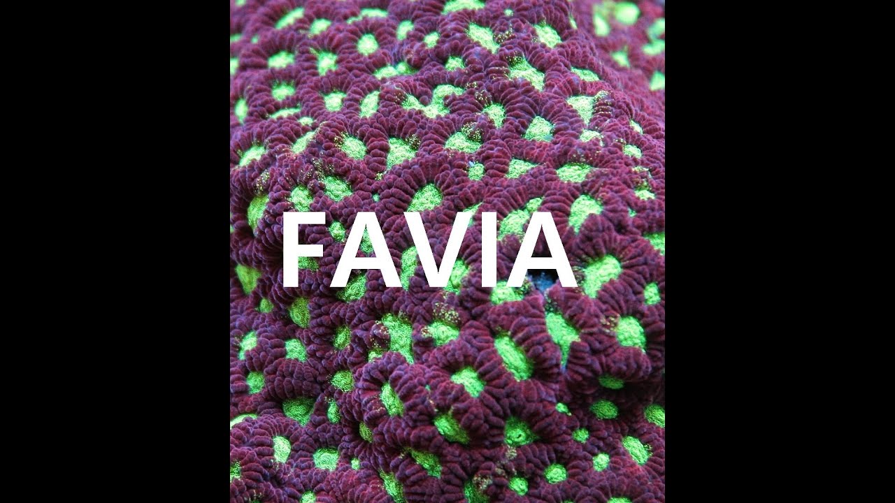 Let's talk corals : Faviidae