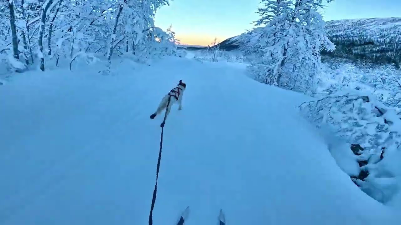 Skijoring with Max!
