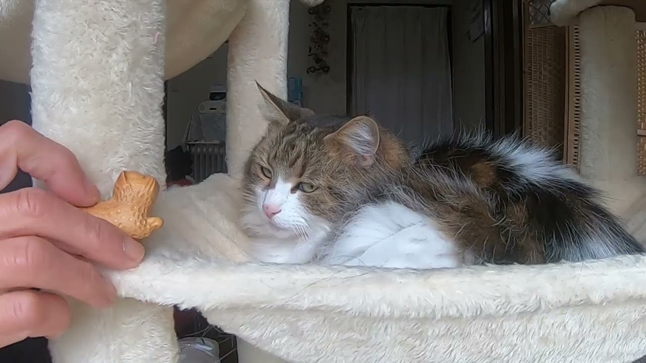 遊ぶよりまったりしたいエルフ/ ELF prefers to relax rather than play