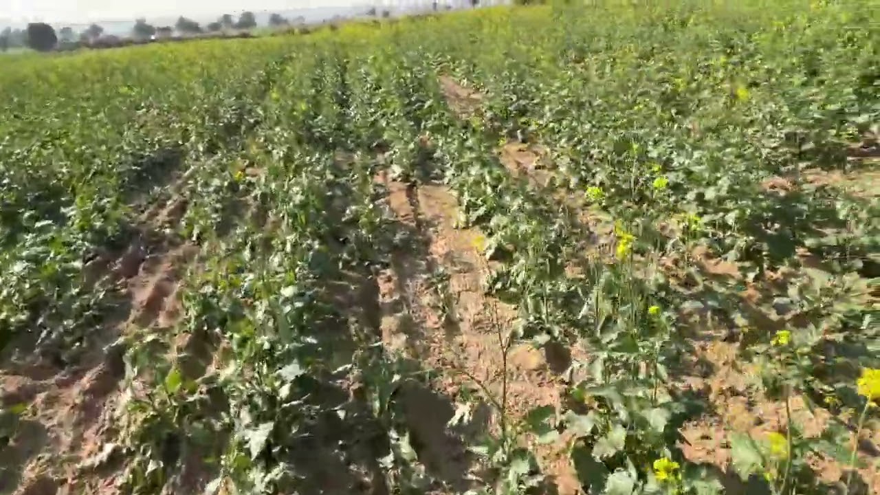 25 बीघा जमीन बिकाऊ है रावतसर तहसील में है पानी मिठा है चौधरी प्रोपर्टी डीलर 6378331712