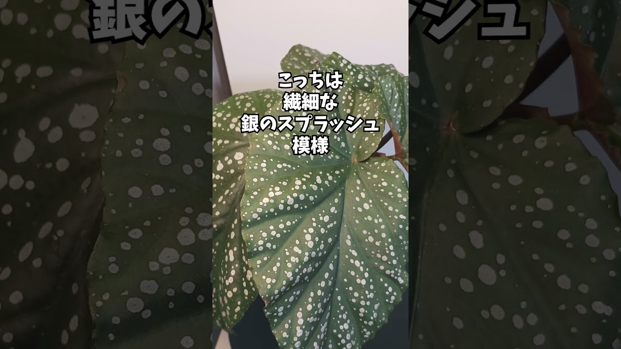 天使の羽と呼ばれる植物。「ベゴニア・グッタータ」を知ってる？🪽