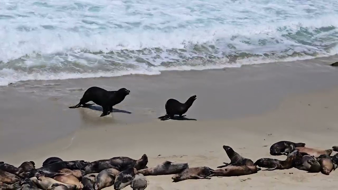 Seal lovemaking#seal
