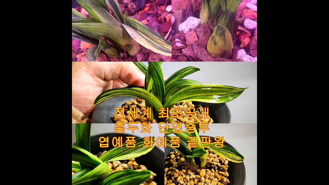 초고가 단엽중투 홍두화 전세계 최초공개 !!!  국내에 이것밖에없습니다. 초명품 난초 춘란 동양란