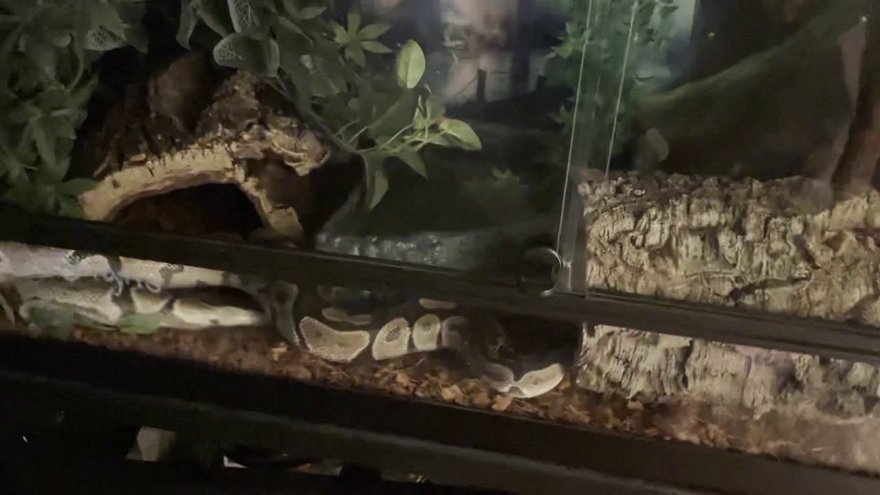 Ball Python wanting to come out at night. Pt 1