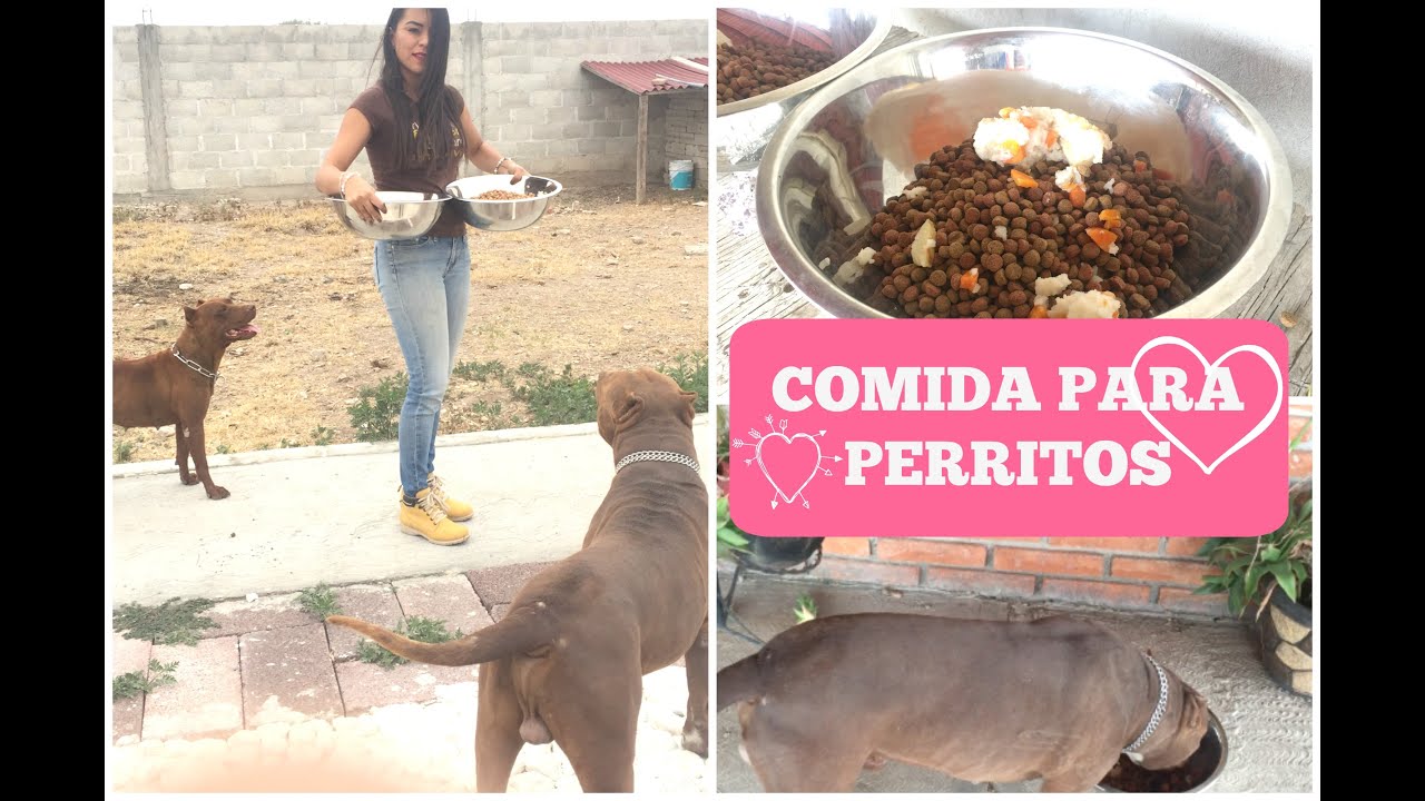 Comida para perritos SUPER NUTRITIVA - Brenda PE