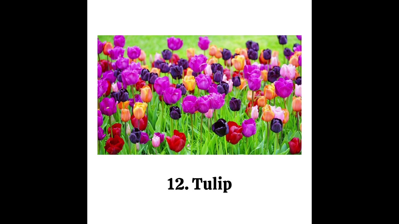 30 Flowers Name // @studyharder1