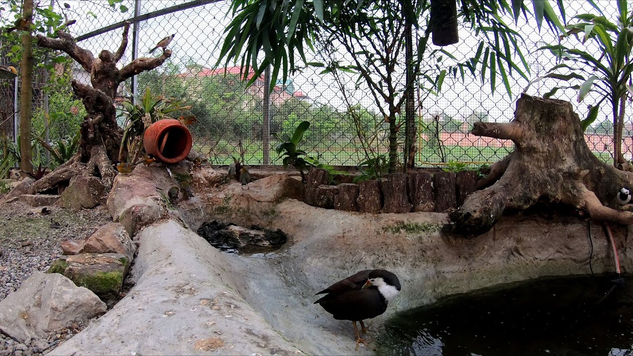 Chia Sẻ Kinh Nghiệm Làm Aviary ( Share aviary experience )