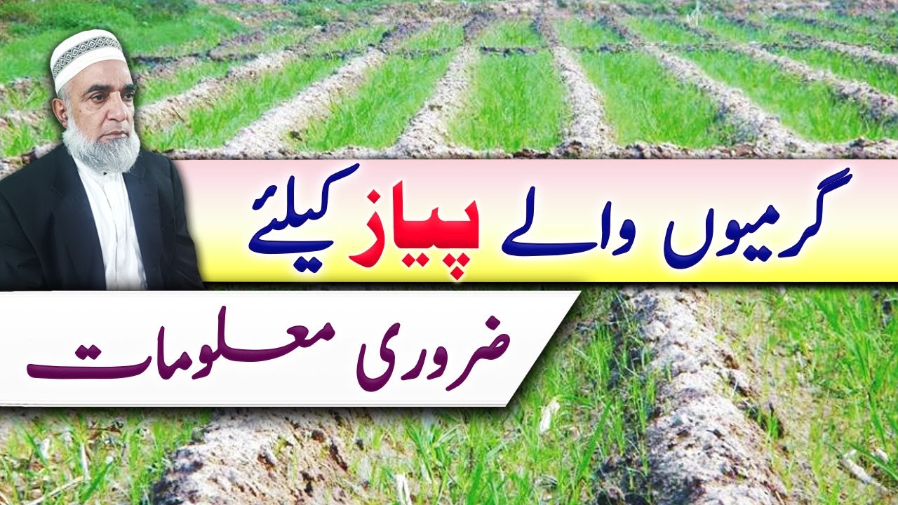 Instructions for Summer sowing of Onion crop || Crop Reformer