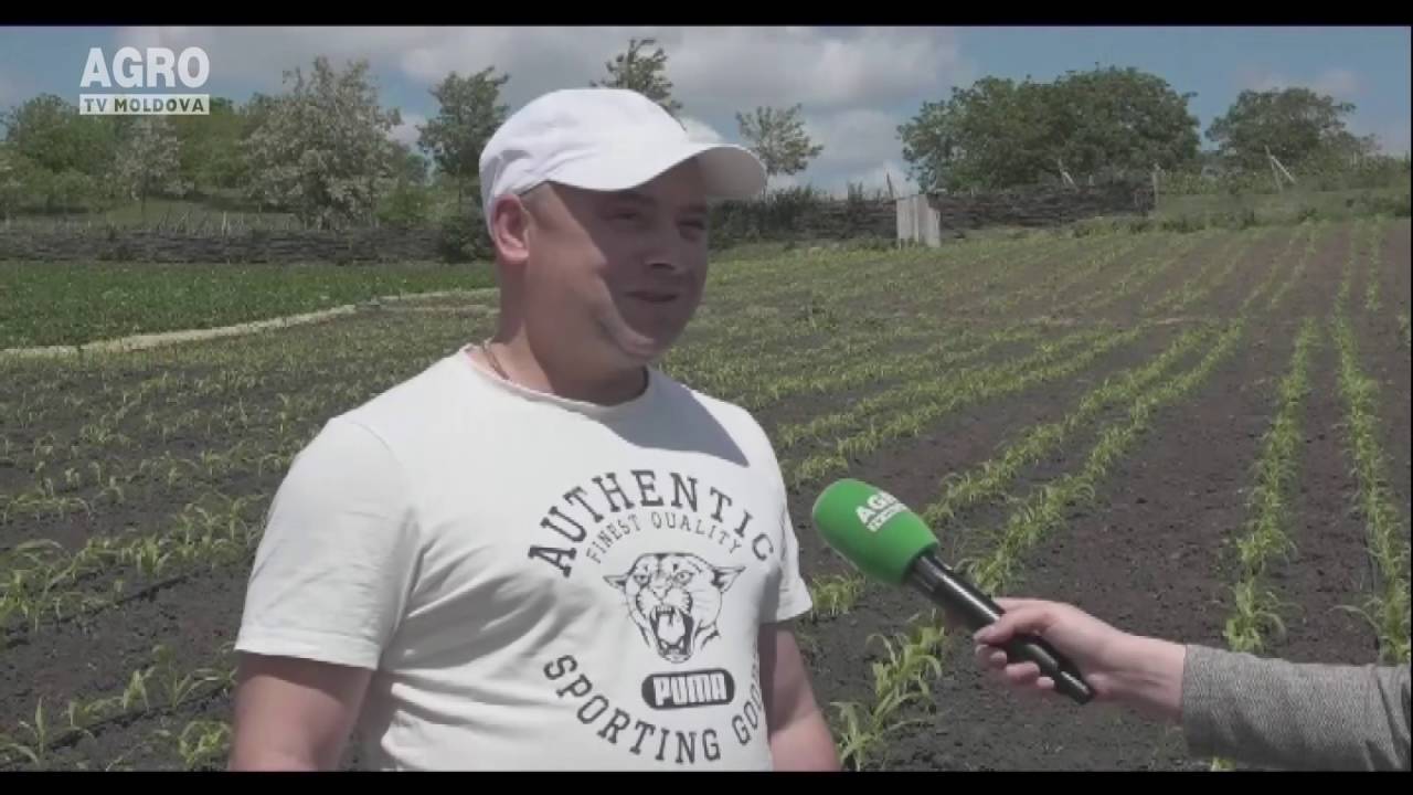 Afacere cu boabe dulci