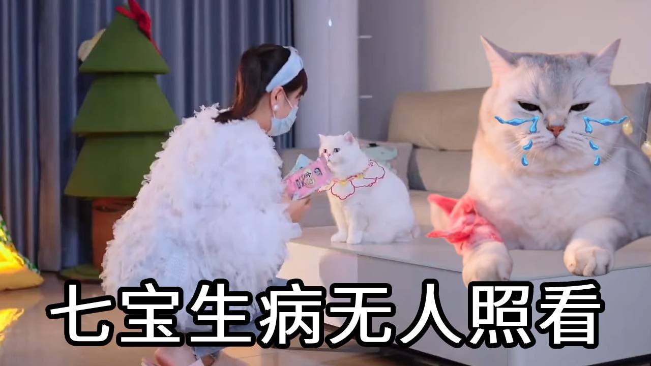七宝术后吃飞醋！看妈妈陪小圆子超委屈，竟不知救命血来自小圆子！【七宝小圆子】