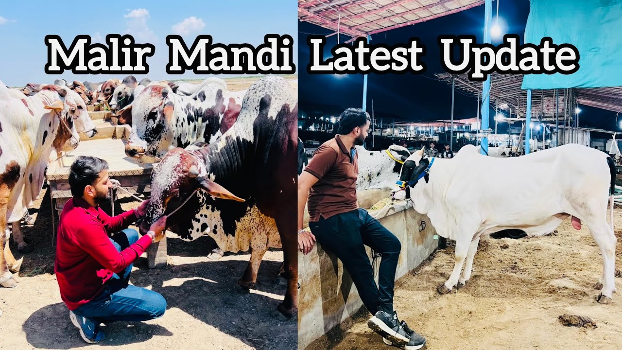 Malir Mandi 2026 Ki Latest Update | Bakra Eid 2026 | Munasib Paison me Janwar🐄❤️ #bakraeid #cow #fyp