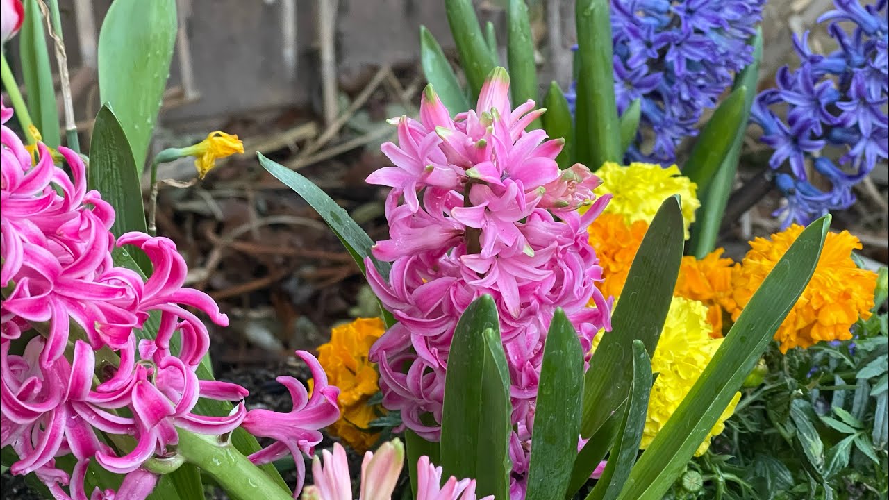 Springtime at Abah Garden in Las Vegas! 