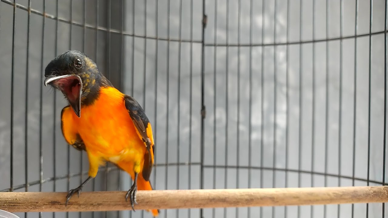 BURUNG MANTENAN GACOR TERBAIK BUAT MASTERAN