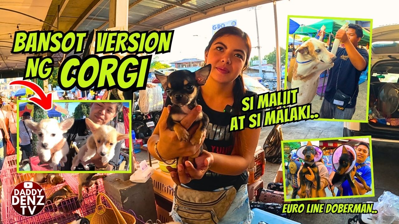 CUTE SILA, NALAHIAN NG IBA ANG CORGI.. / PT.2 FEB. 22 @GROTTO PETS & LIVESTOCK MARKET