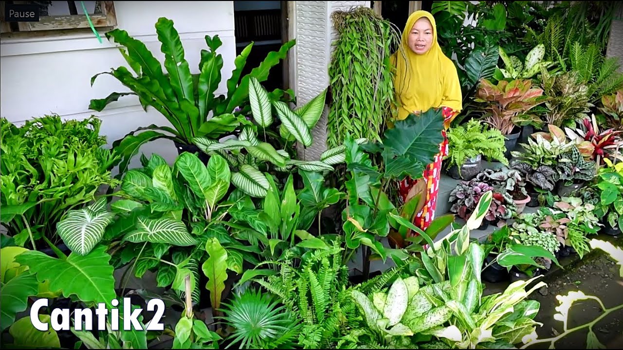 Spill Tanhis Istimewa  Pinggir Sungai Cantik2 Seger2 Josh2