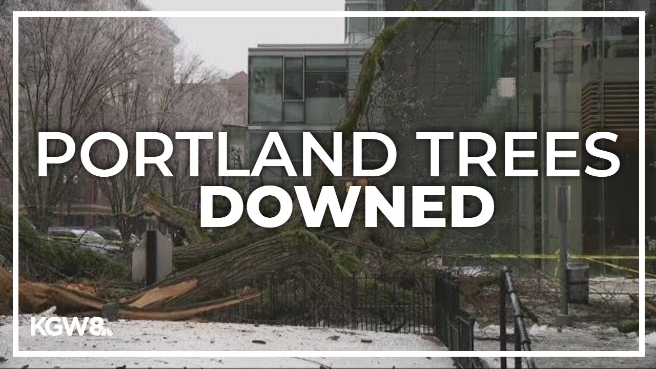 Wind gusts wreak havoc on Portland's trees as ice storm continues
