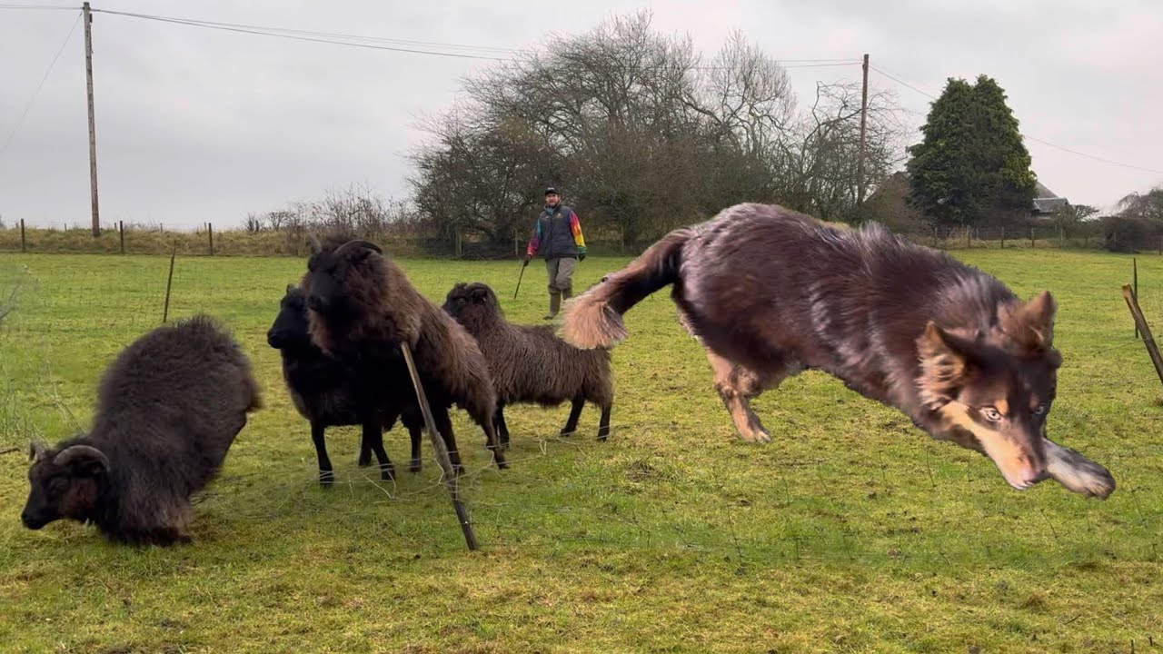 Sheepdog puppy training Fail, that was not the plan