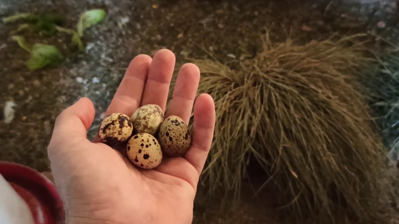 Les doy lechuga y ELLAS ME DAN HUEVOS | CODORNICES