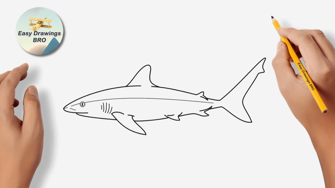 Drawing shark tutorial | How to draw a grey reef shark | Easy Drawings BRO