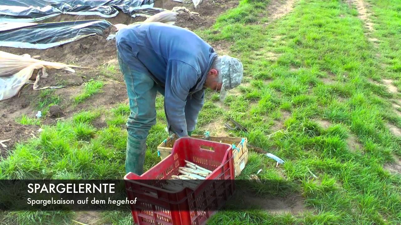 Spargelernte auf dem hegehof Ladenburg