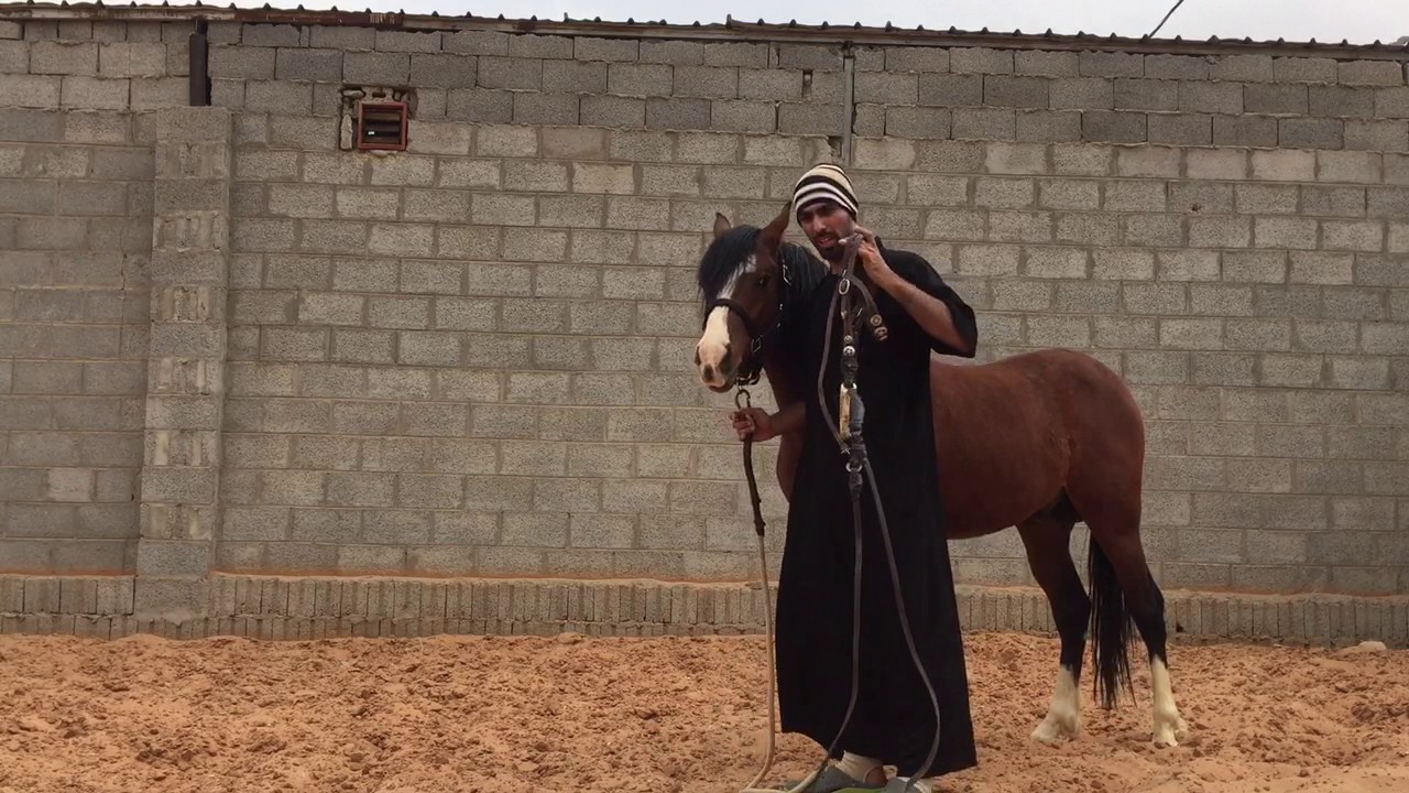 How to bridle your horse / طريقة تركيب الشكيمة في فم الحصان