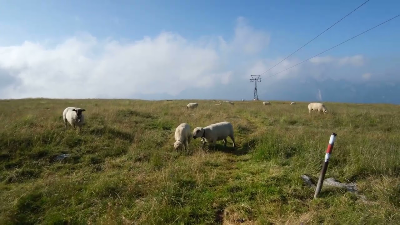 Walking through a herd of sheep on G&auml;mserrugg during 'Churfirsten Weg' trail in Switzerland.