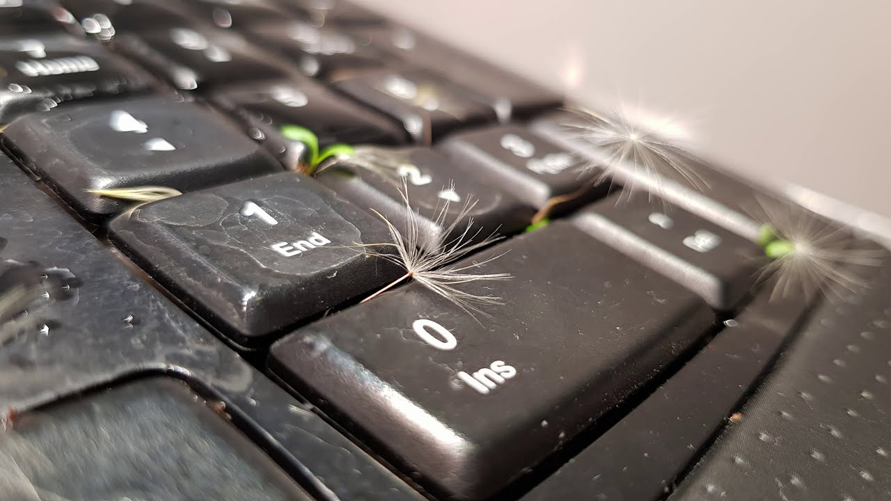 Dandelions in keyboard!! --Time-lapse-- Hydroponics powered!