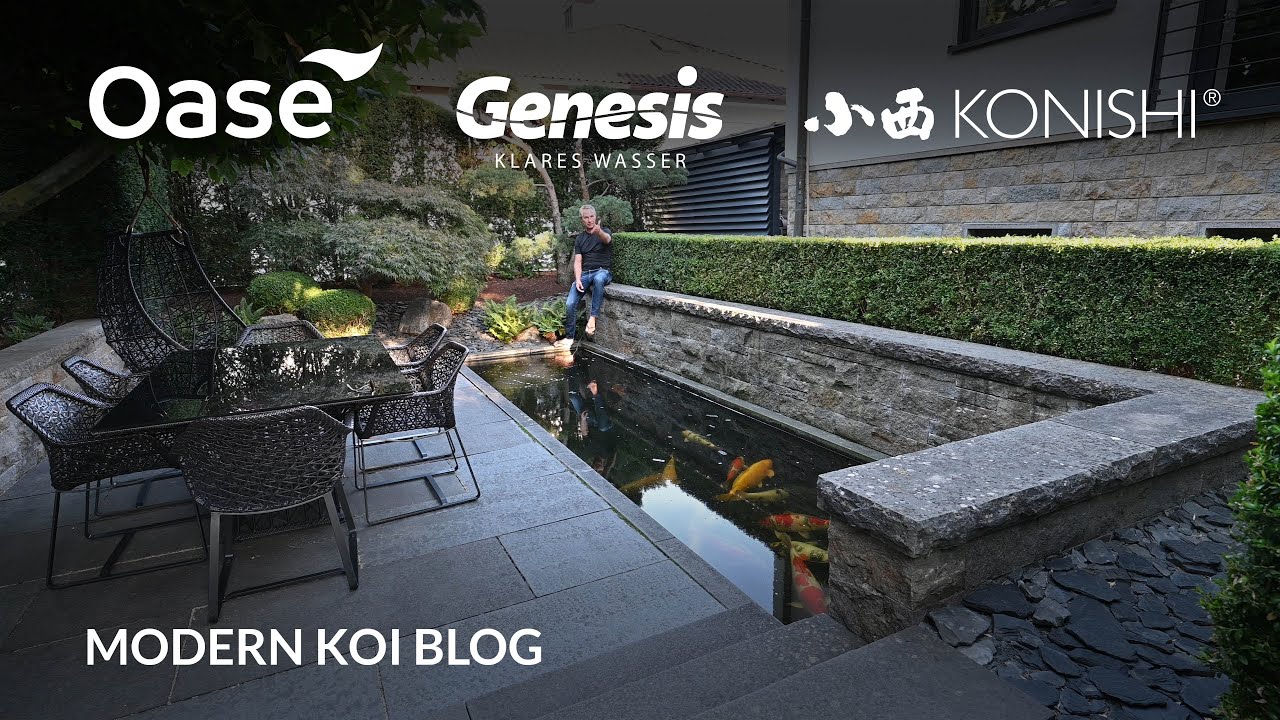 Modern Koi Blog #5736 - Dianas schicker 12 Jahre alter und 12.500 Liter große Männerkoiteich
