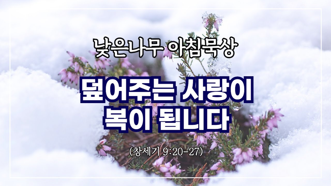 [낮은나무 아침묵상] _덮어주는 사랑이 복이 됩니다  _창세기 9:20-27 _신원동 낮은나무교회