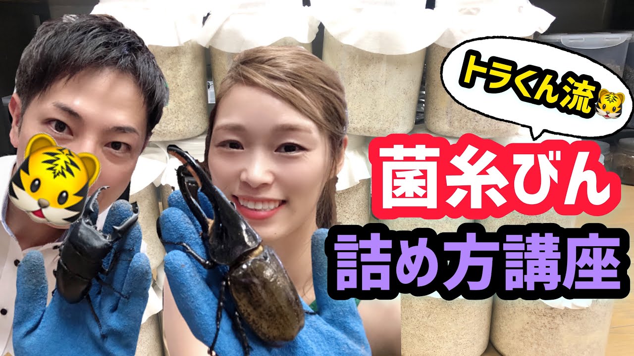 【必見！】よねちゃんＴＶ流！菌糸の詰め方教えます✨自分で詰めた菌糸でクワガタを育ててみよう👍