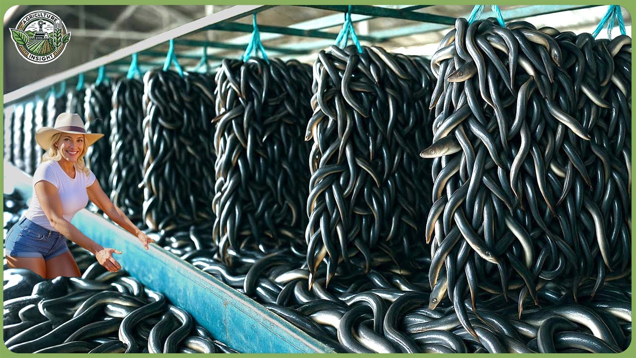 How Billions of Japanese Eels Are Processed - Incredible Japanese Eel Farming For Meat