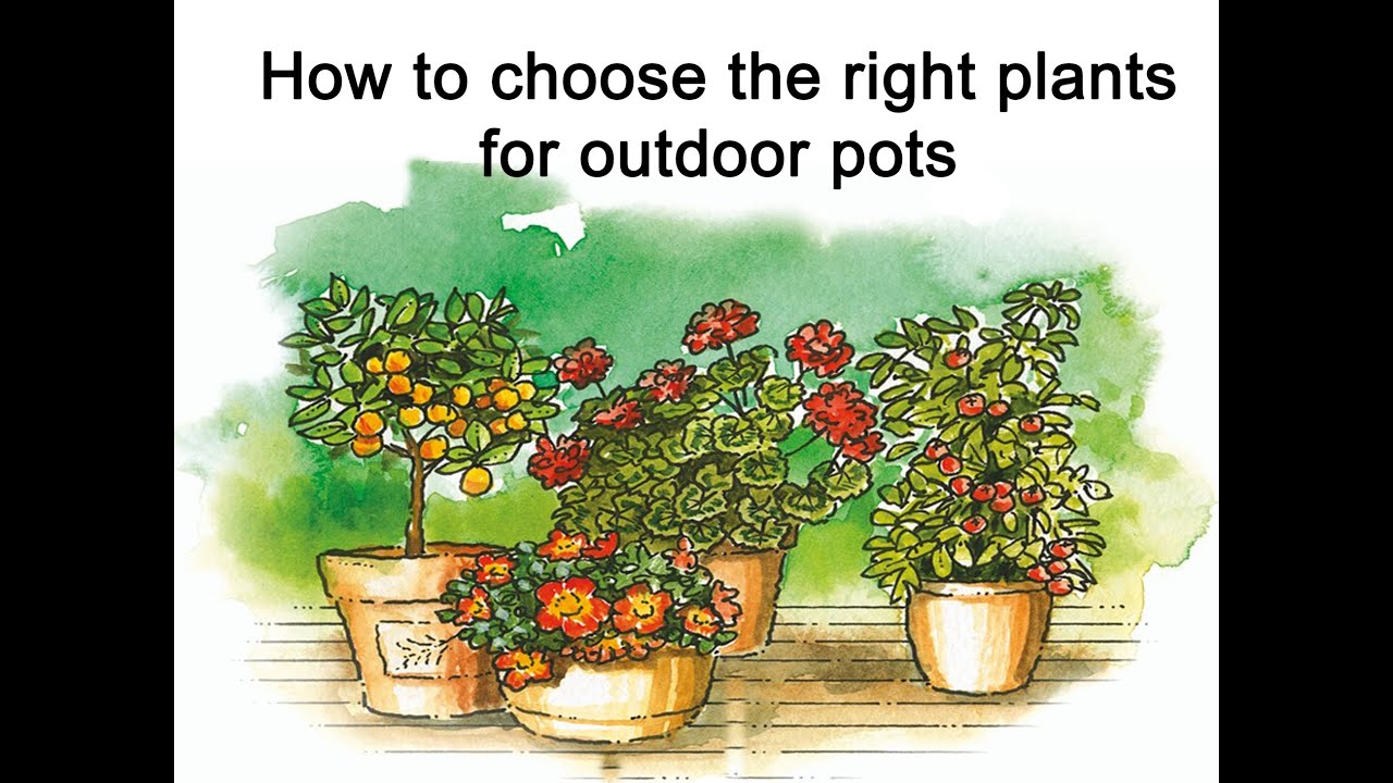 Outdoor pot plants - Choice of plants